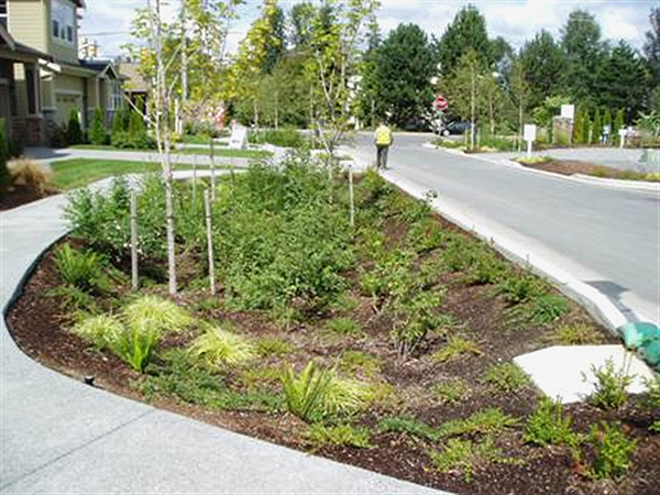 LID garden in Kirkland WA