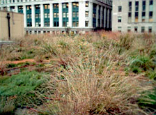 Chicago City Hall green roof